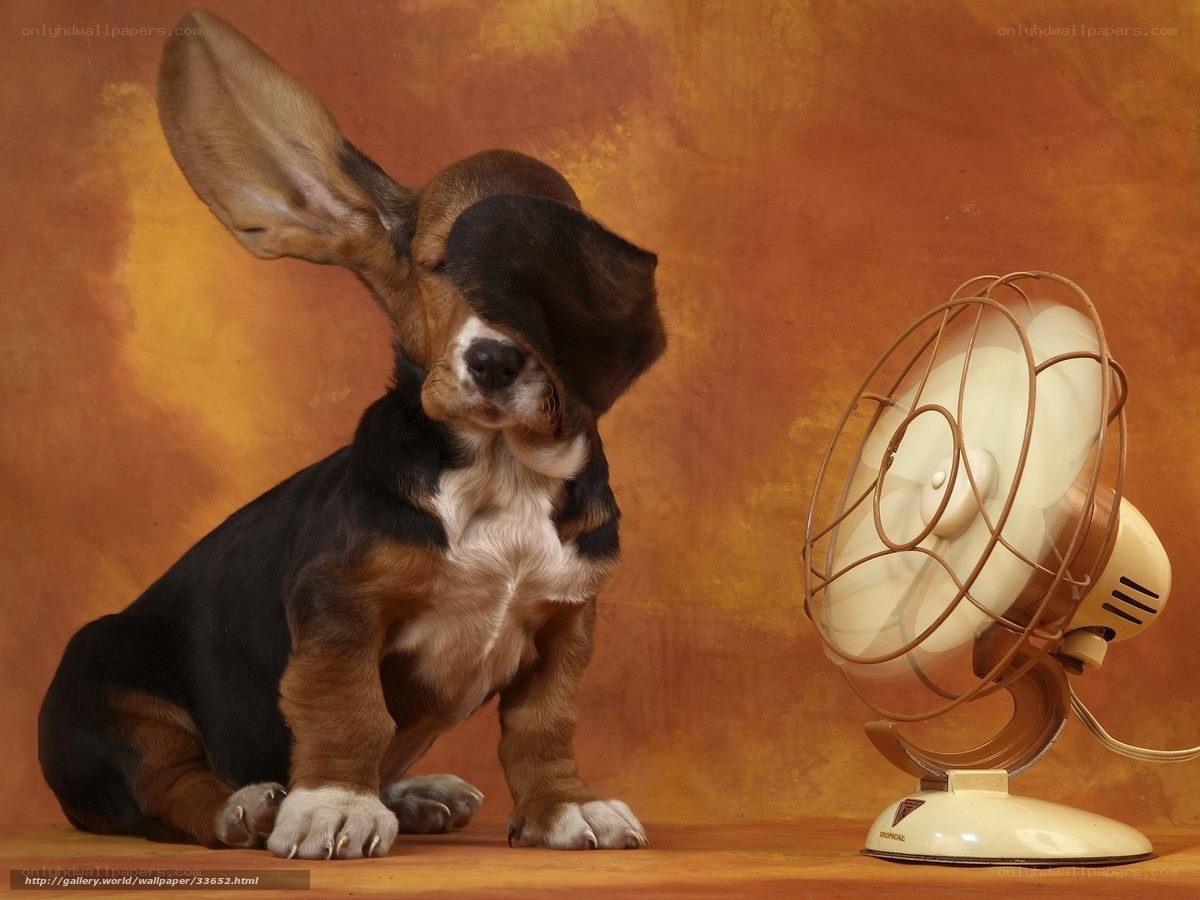 puppy with fan