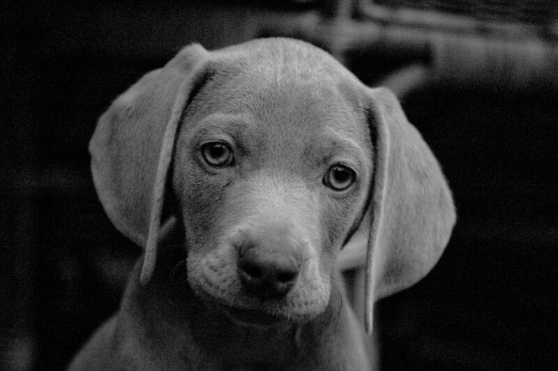 Puppy with Floppy Ears