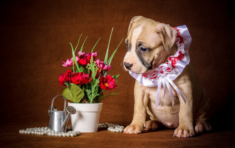 Puppy with Flower Arrangement