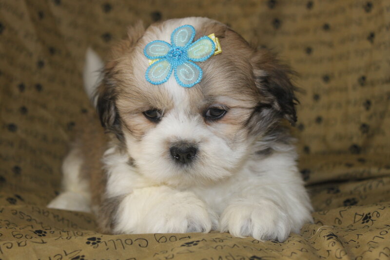 Puppy with Flower Clip