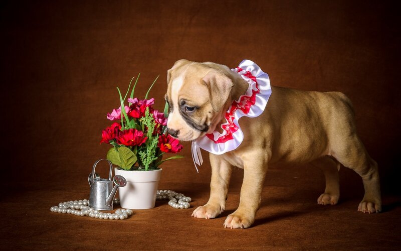 Puppy with Flower Collar