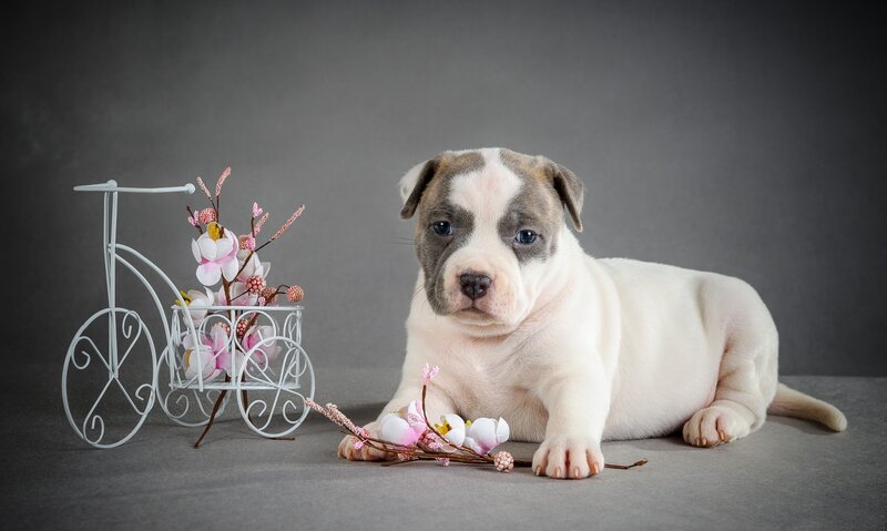 Puppy with Flowers — White