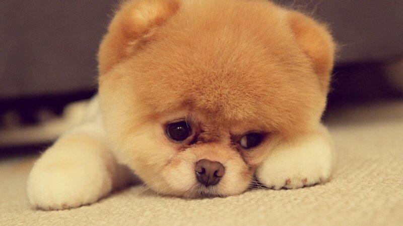 Puppy with Fluffy Fur