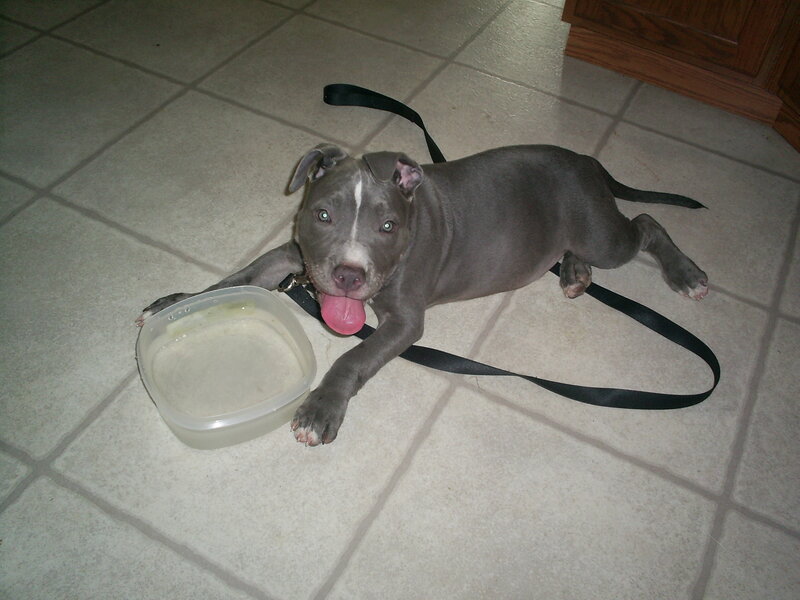 puppy with food container