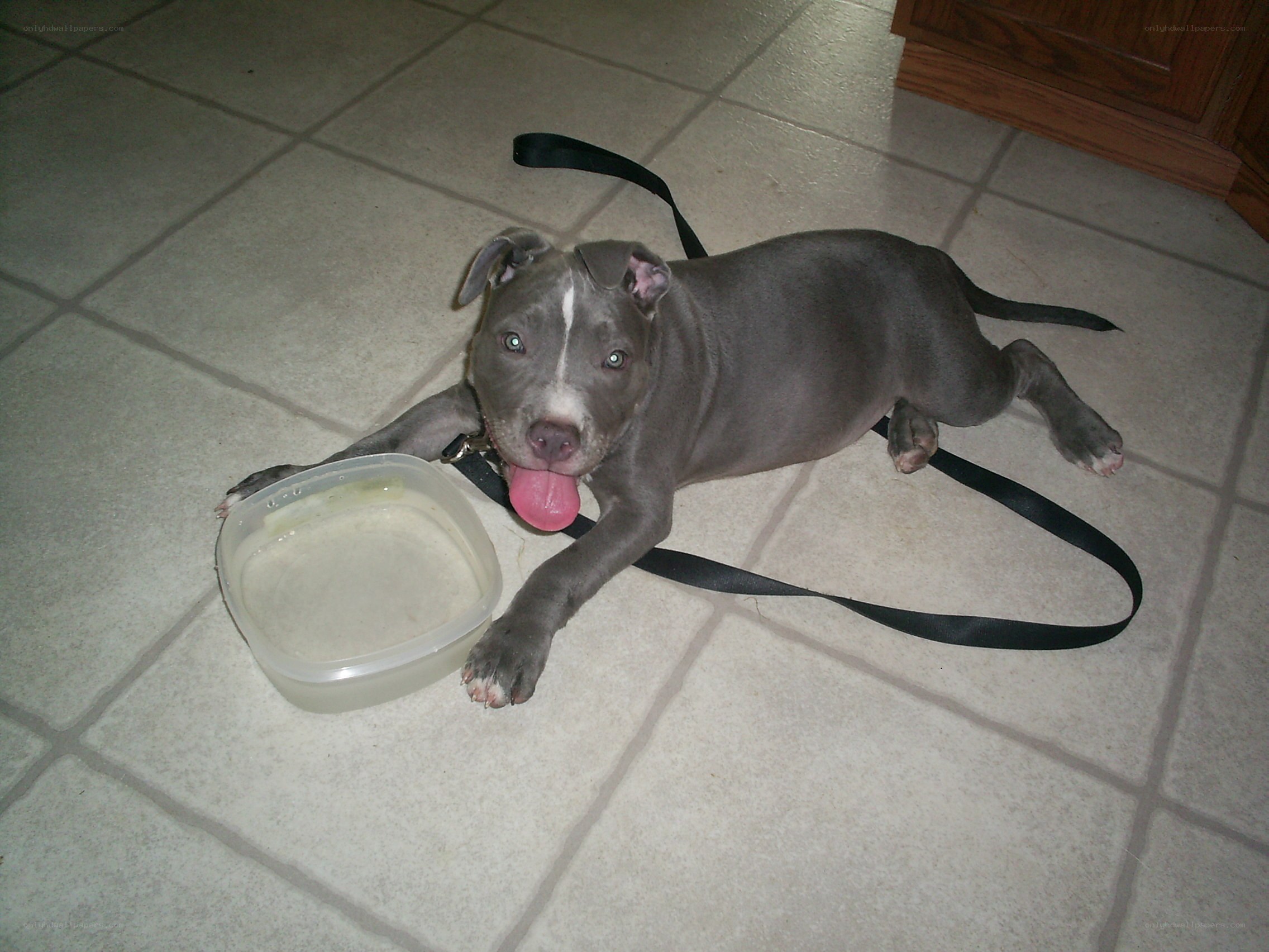 puppy with food container