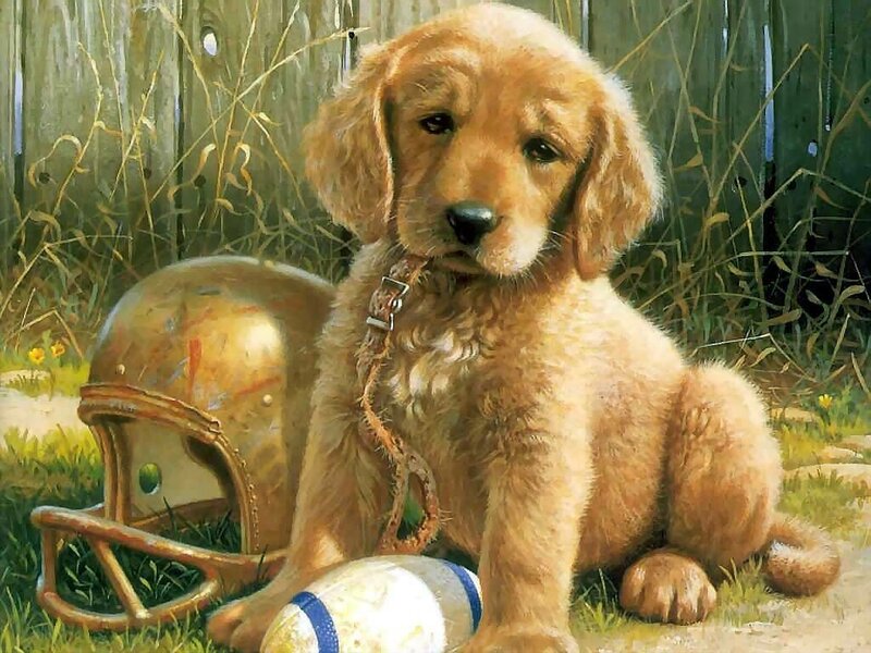 puppy with football helmet