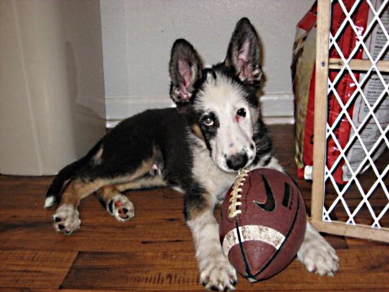 Puppy with Football
