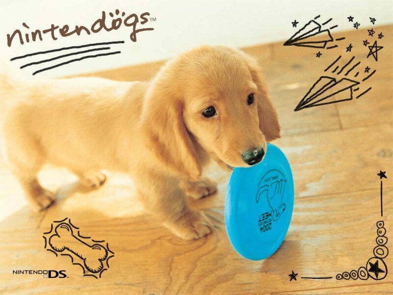 puppy with frisbee