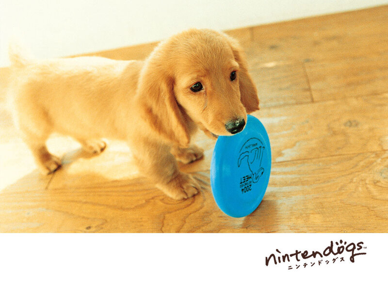 puppy with frisbee toy