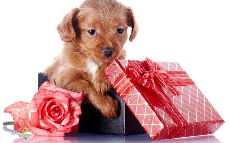 puppy with gift and rose
