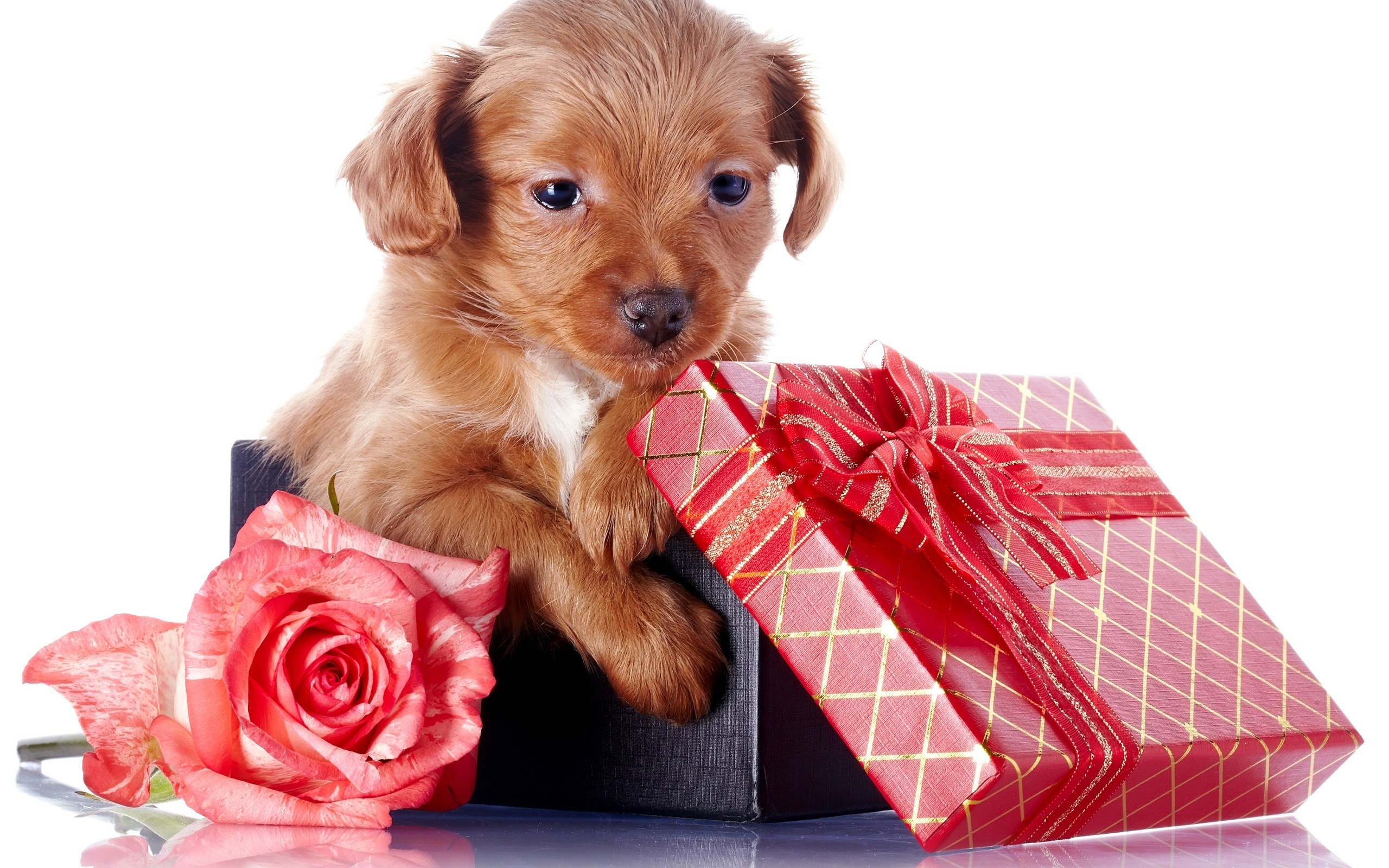 puppy with gift and rose