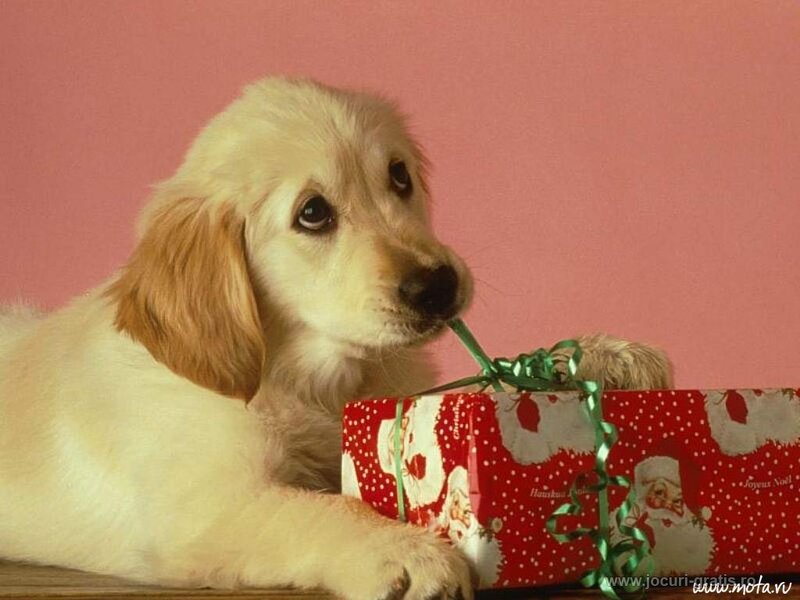 puppy with gift box