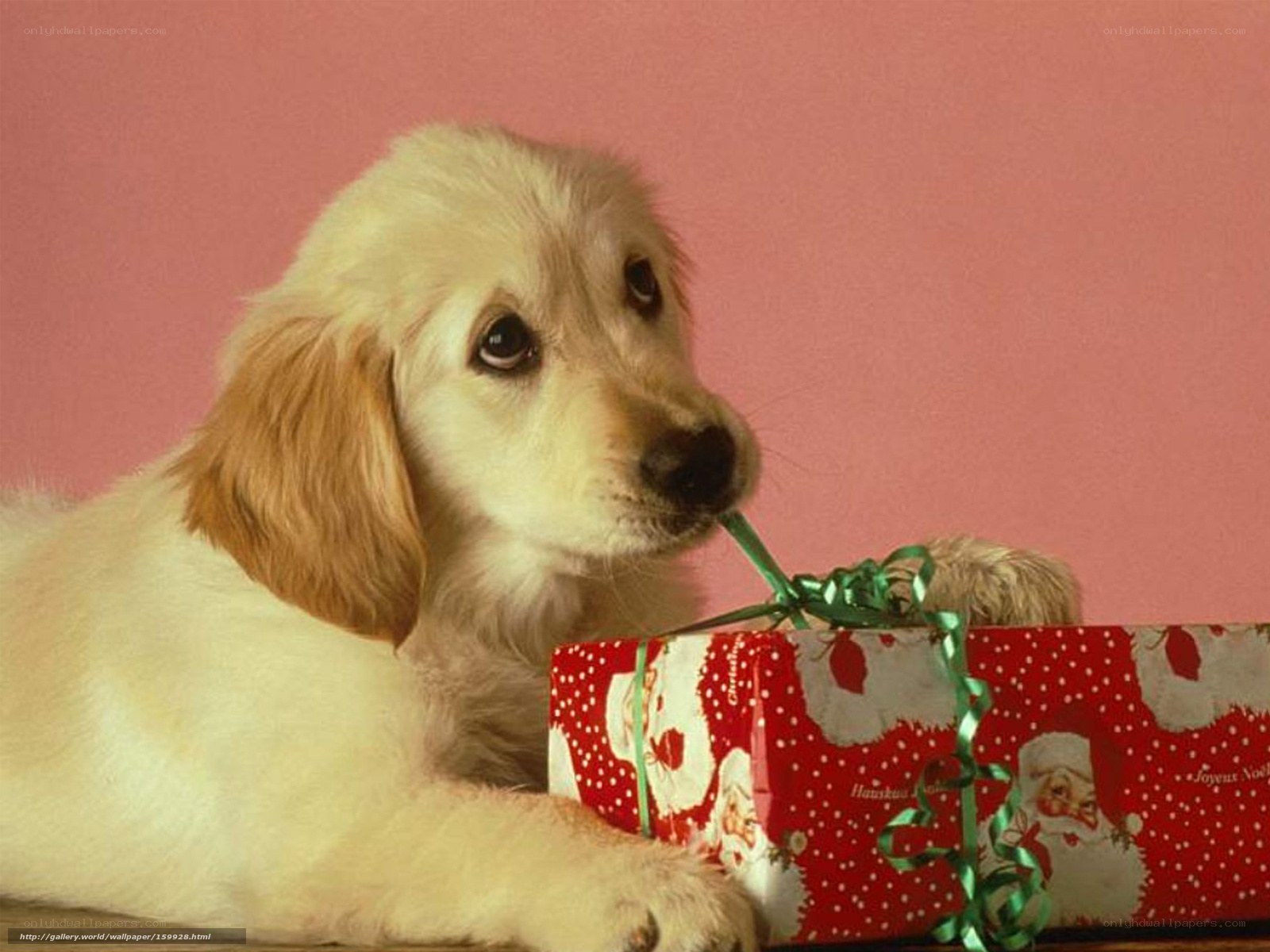 puppy with gift box