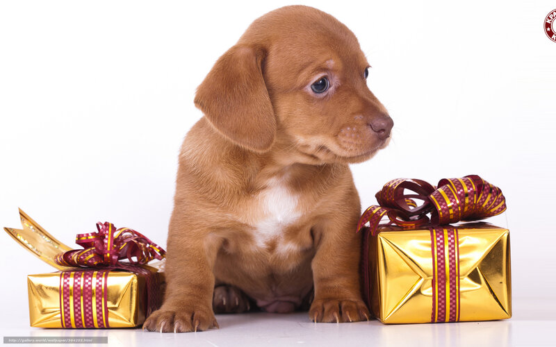 puppy with gift boxes