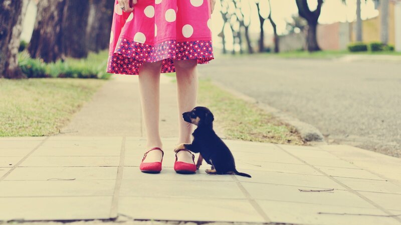 puppy with girl on sidewalk