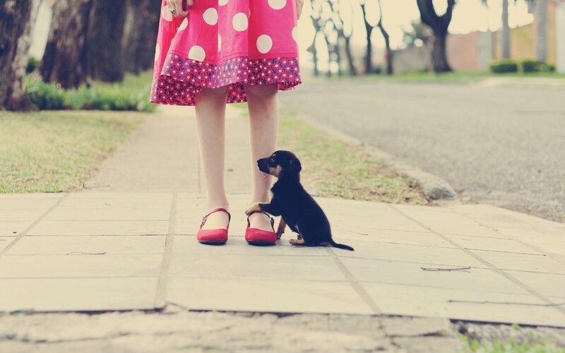 puppy with girl on sidewalk