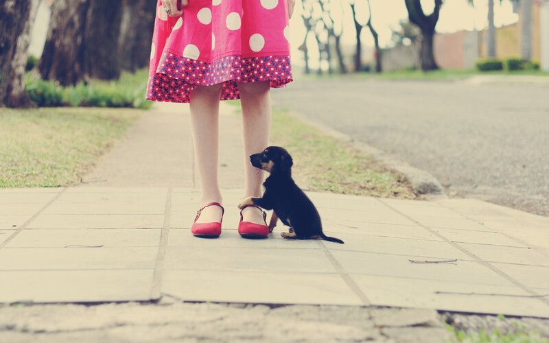 puppy with girl on sidewalk