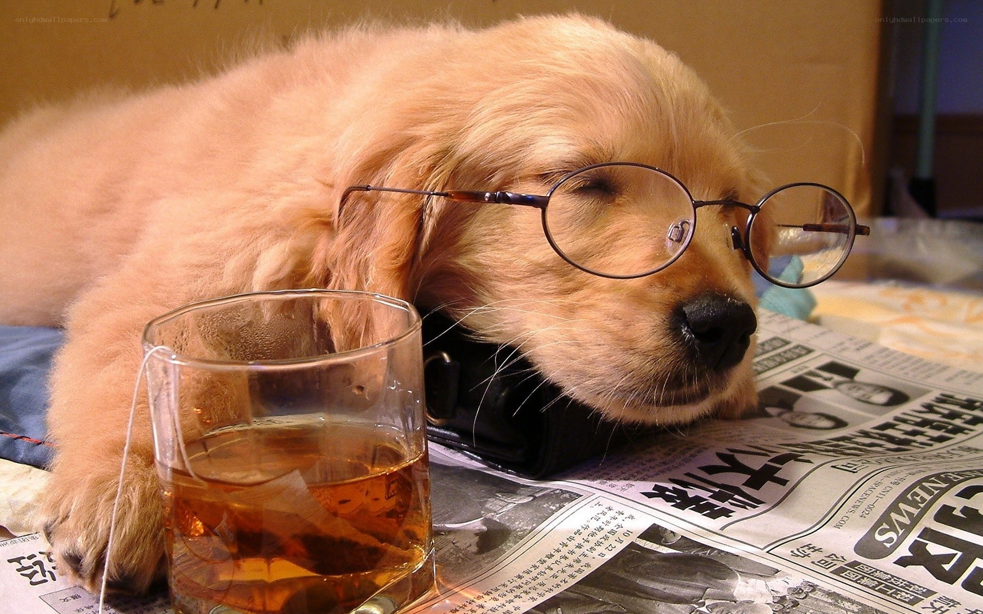 puppy with glasses and tea