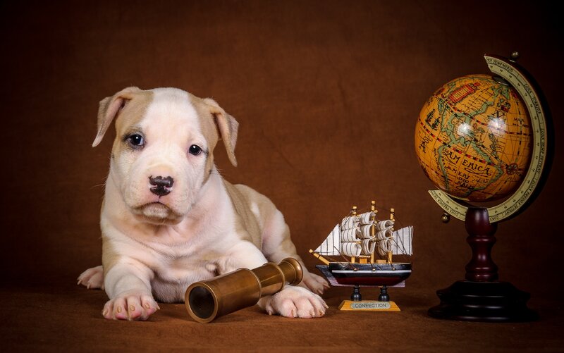 Puppy with Globe and Ship