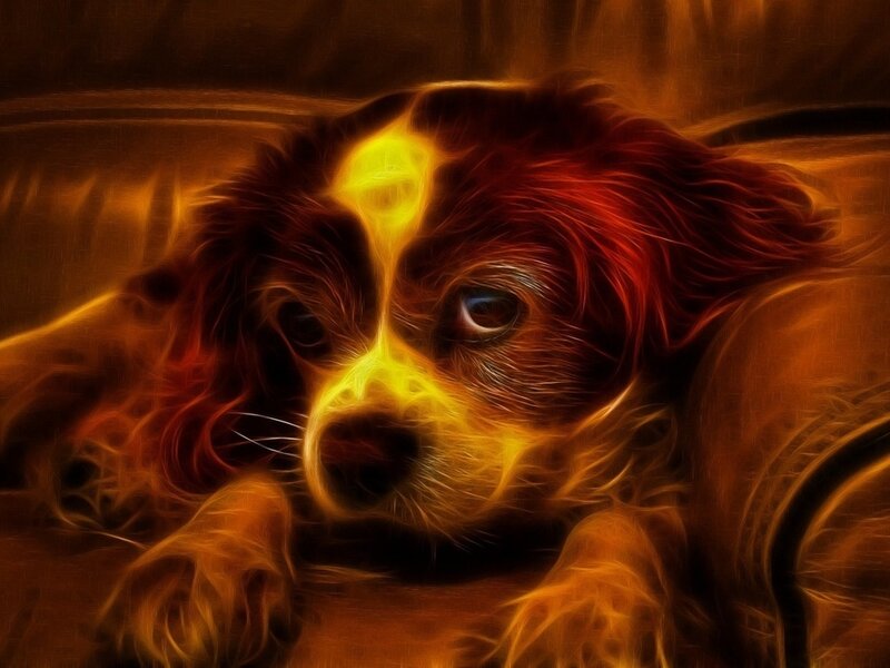 Puppy with Glowing Fur