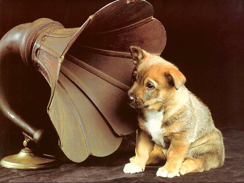 puppy with gramophone