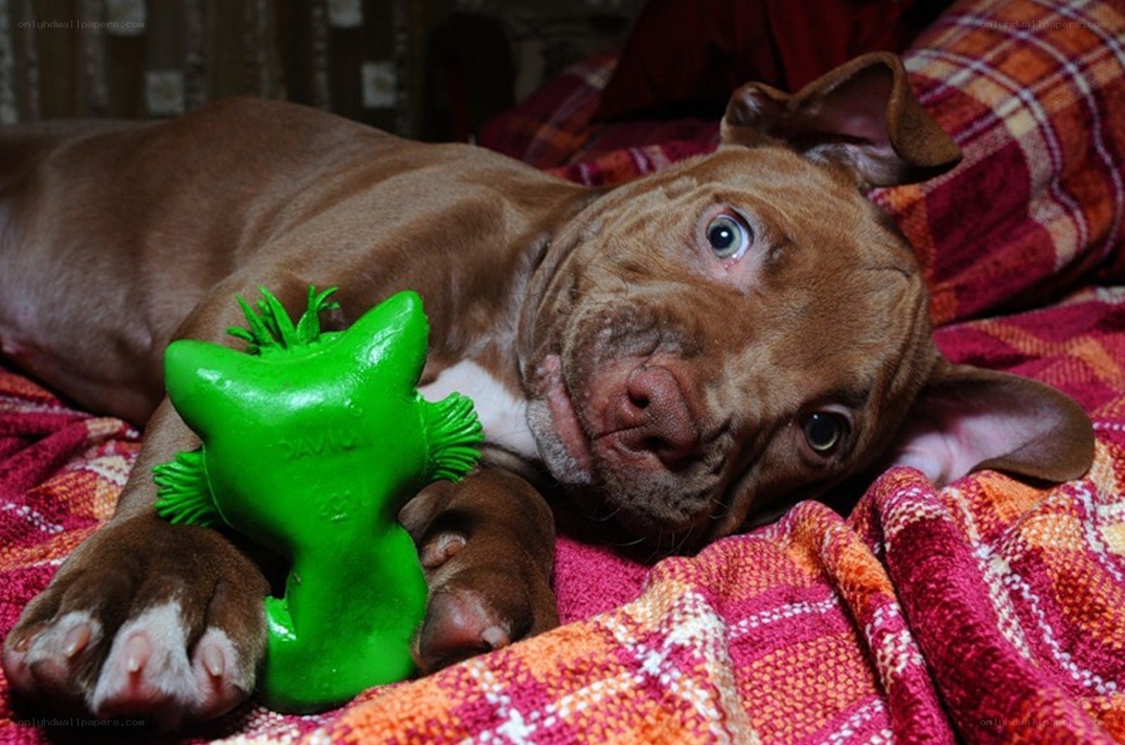 Puppy with green toy