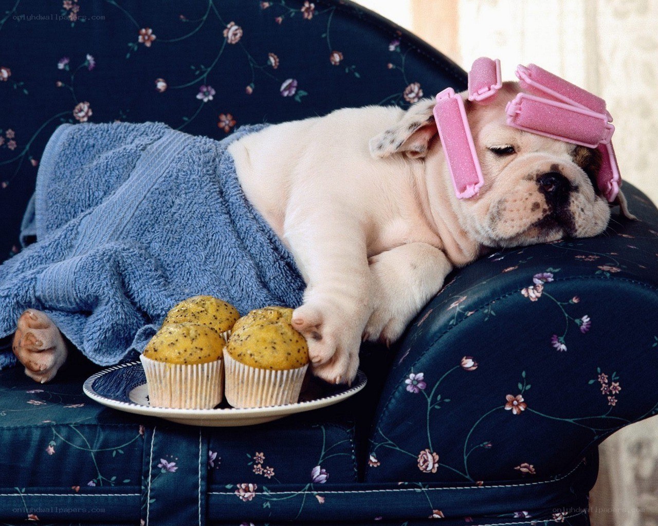 Puppy with hair rollers