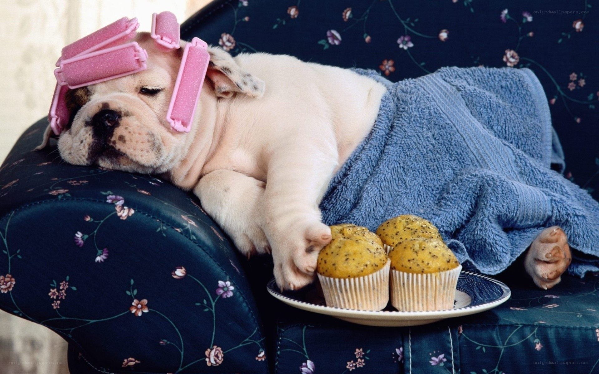 puppy with hair rollers