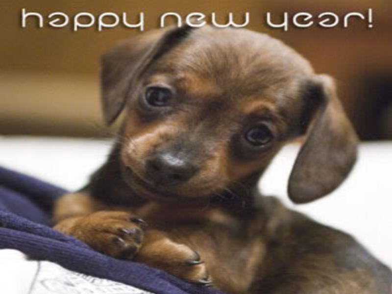 puppy with happy new year text