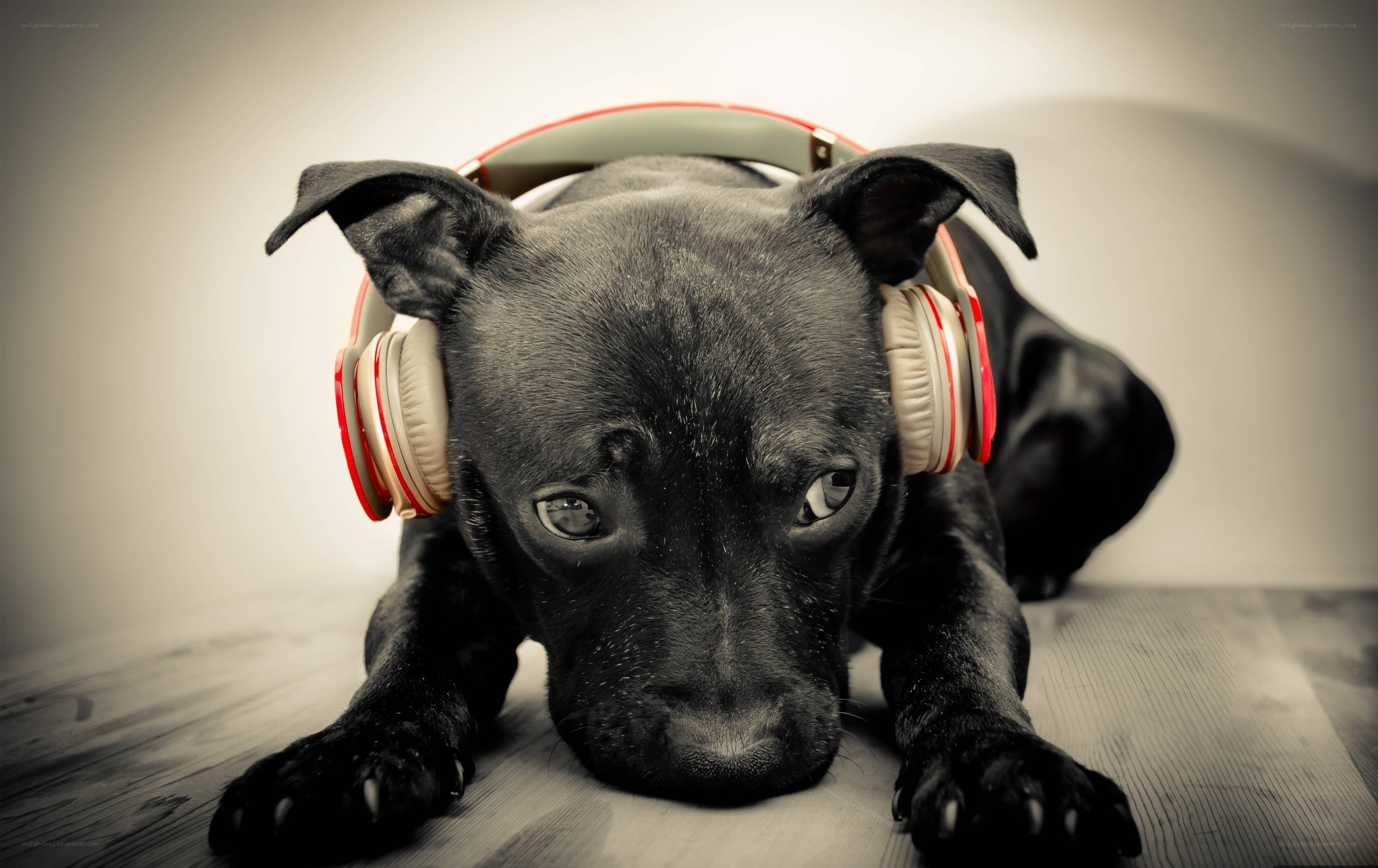 puppy with headphones