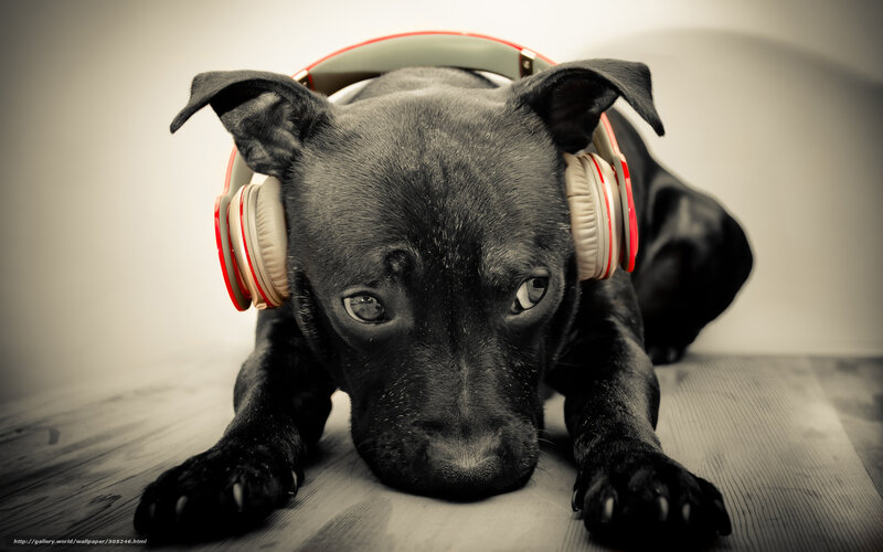 puppy with headphones