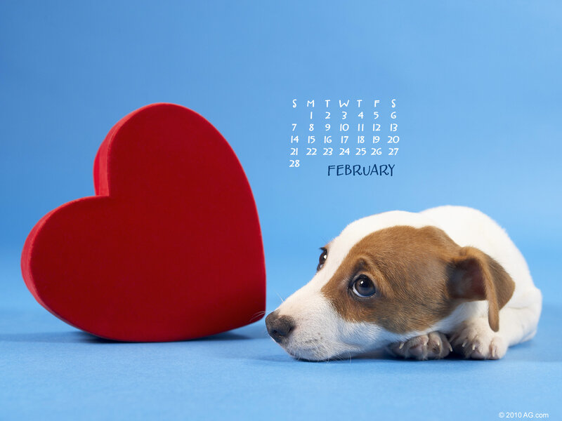 puppy with heart calendar