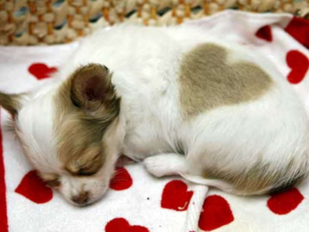Puppy with heart-shaped marking