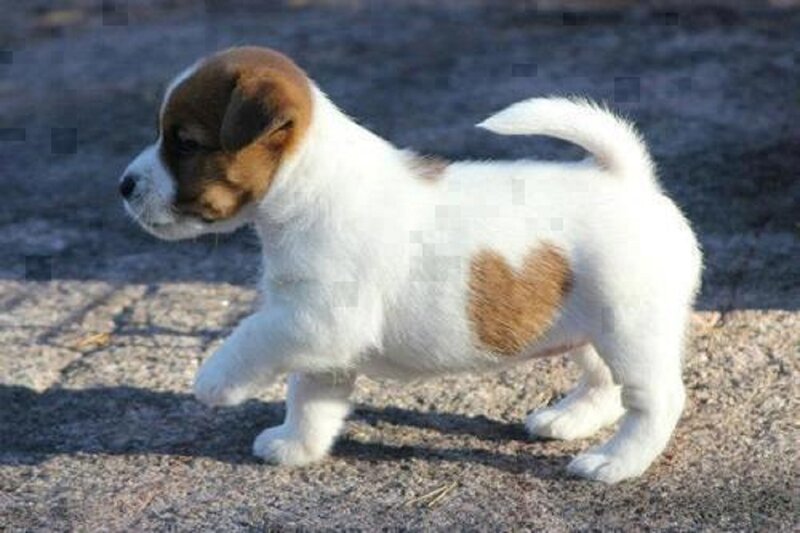Puppy with Heart-shaped Patch