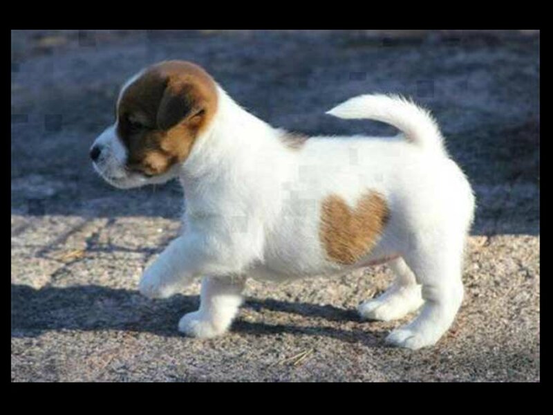 Puppy with Heart-shaped Patch — White