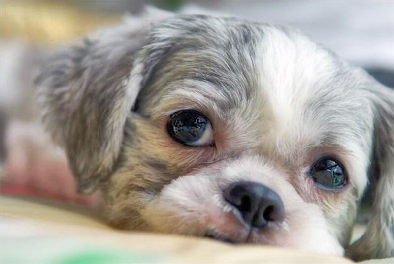 Puppy with Large Eyes
