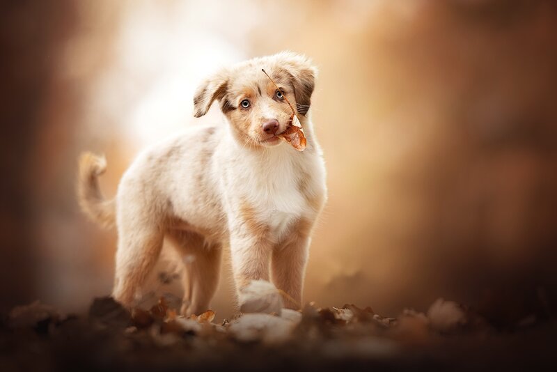 Puppy with Leaf — Brown