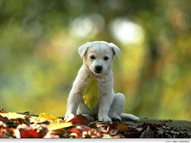 puppy with leaf in autumn