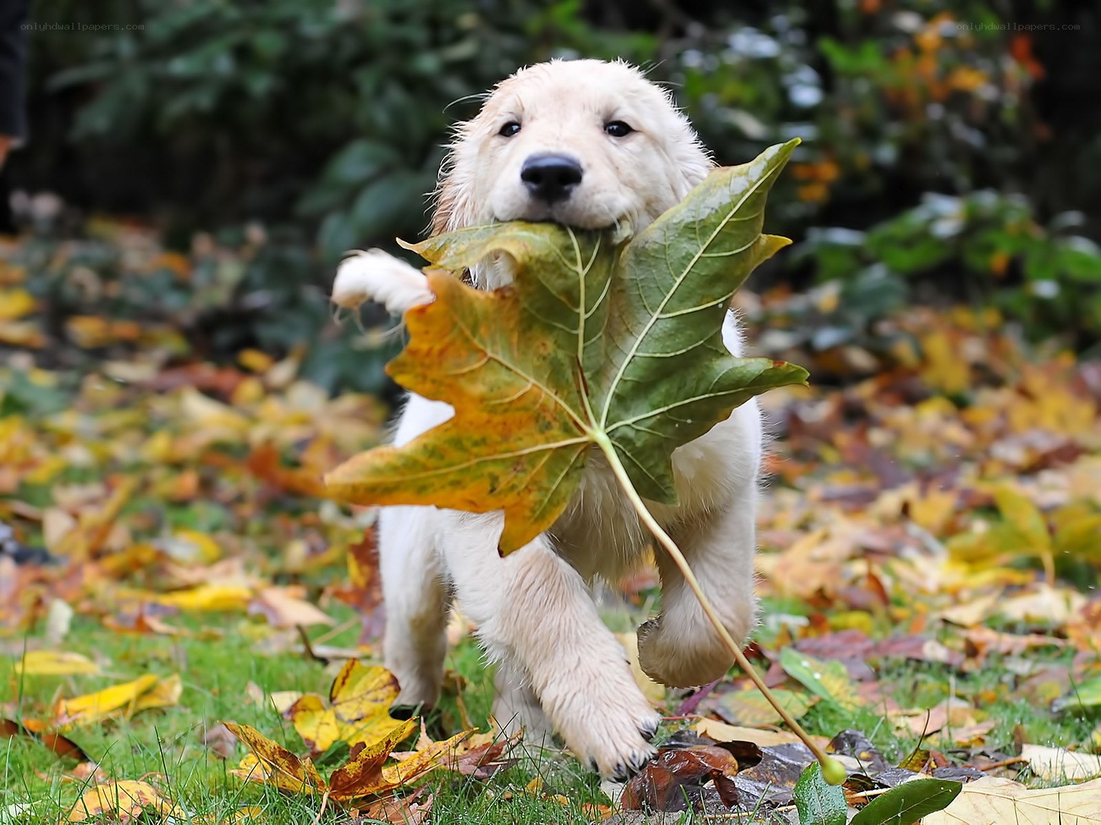 Puppy with leaf in mouth