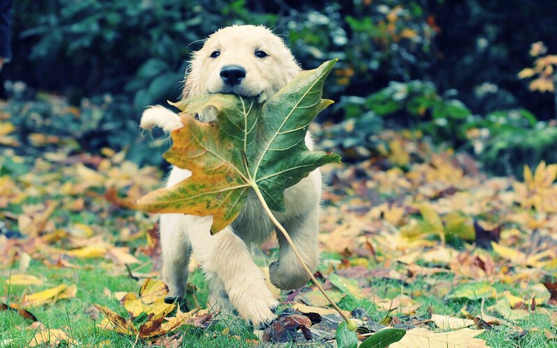 puppy with leaf in mouth