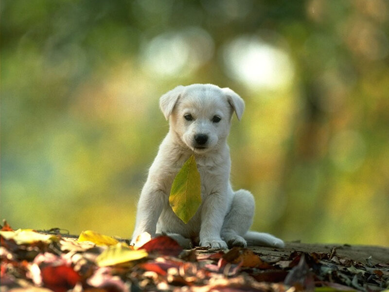 puppy with leaf in mouth