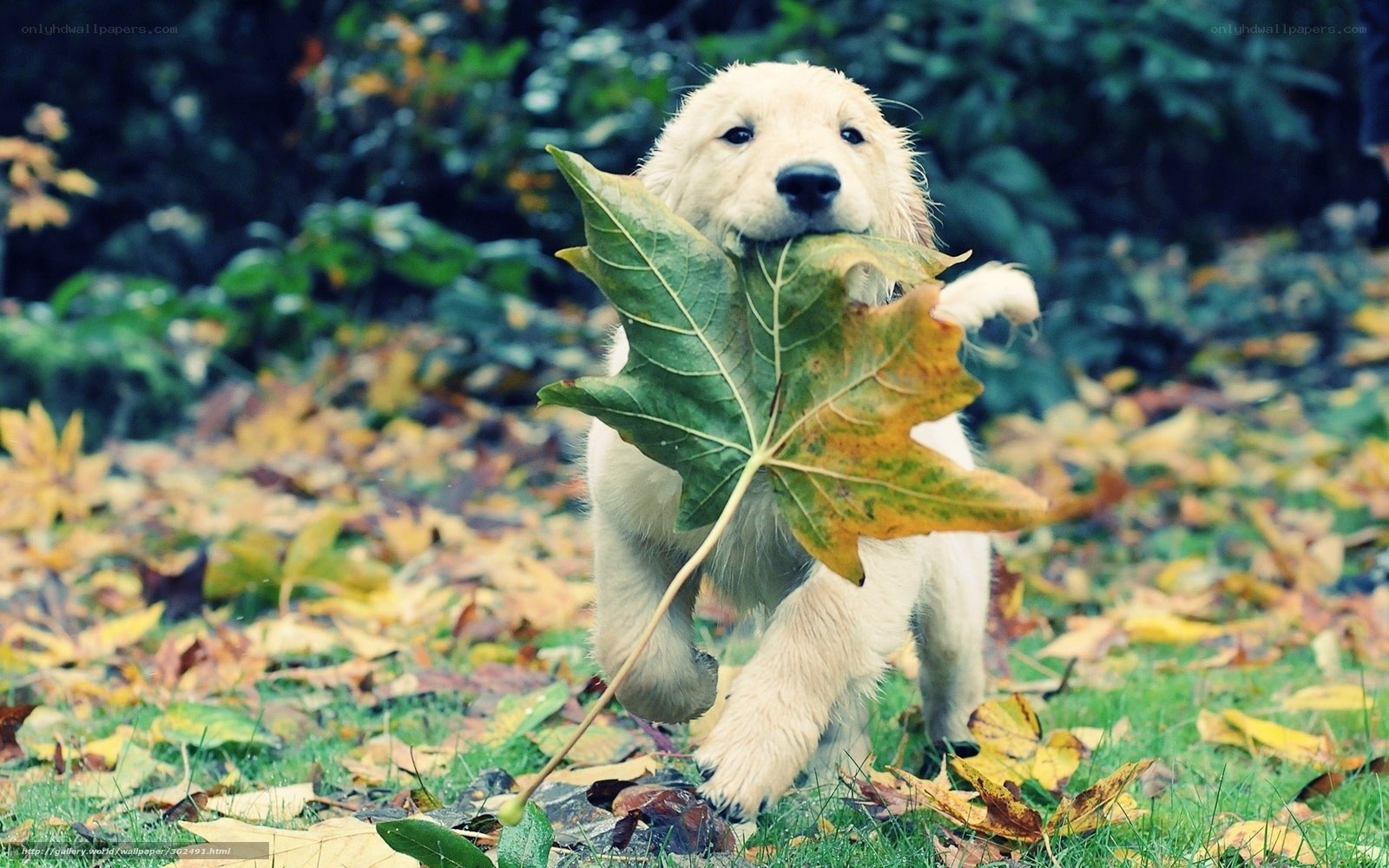puppy with leaf in mouth