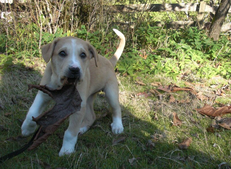 Puppy with Leaf