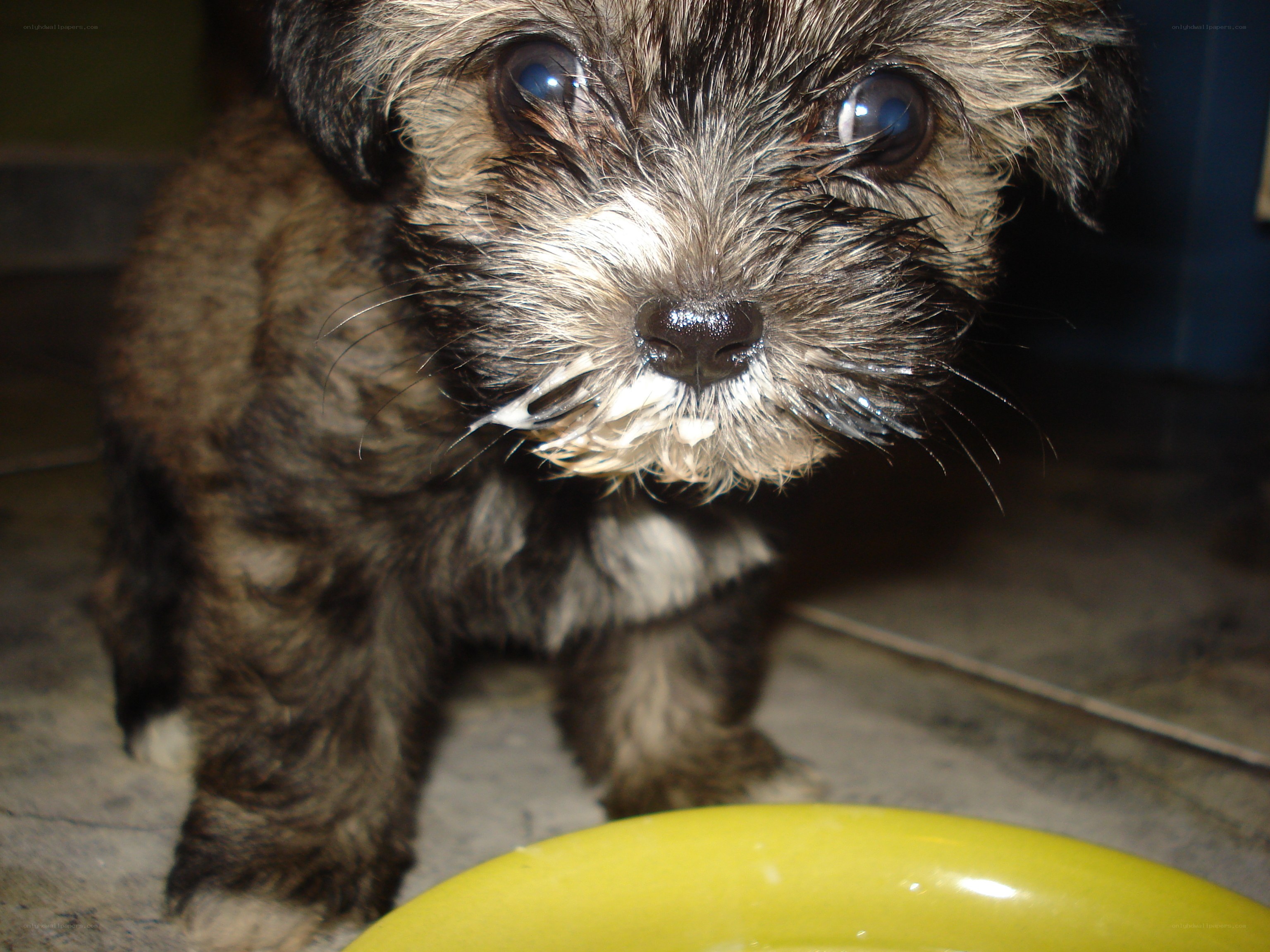 puppy with milk on face