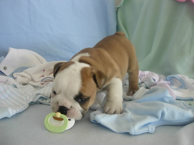 puppy with pacifier