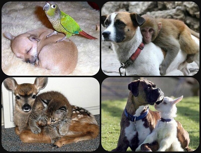 Puppy with Parrot — Green