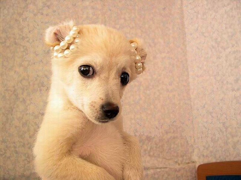 puppy with pearl headband