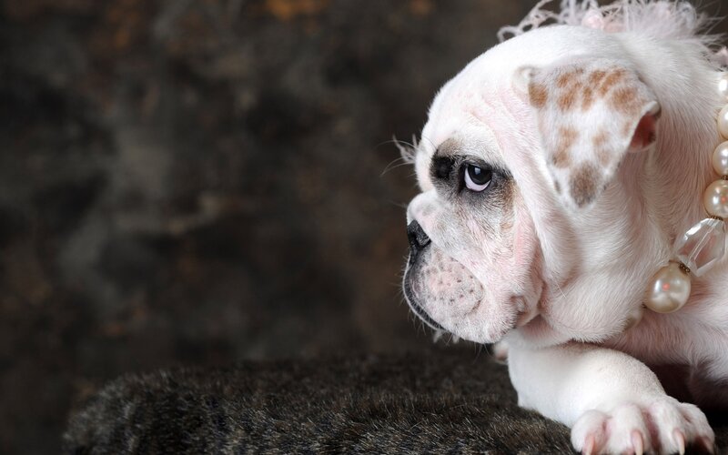 puppy with pearl necklace
