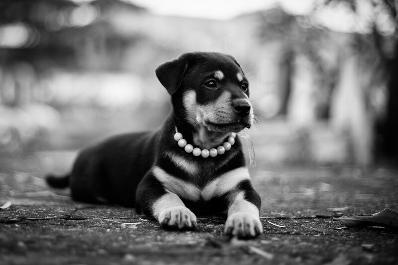 Puppy with pearl necklace