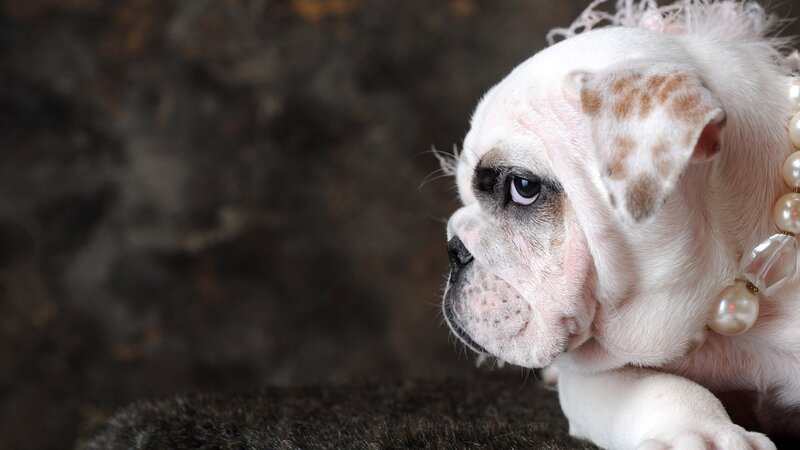 puppy with pearl necklace